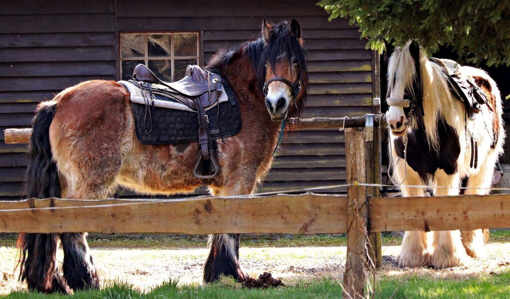 horses, races, saddle